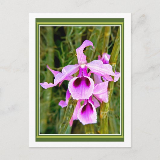 Lavender Orchid Briefkaart (Voorkant)