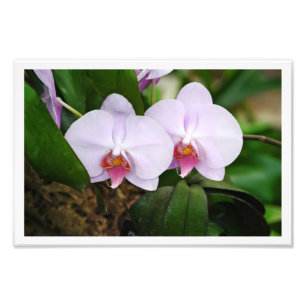 Lavender Orquids Foto Afdruk