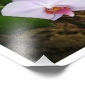 Lavender Orquids Foto Afdruk (Hoek)