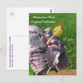 Lavender paarse tropische hibiscus Briefkaart (Voorkant / Achterkant)