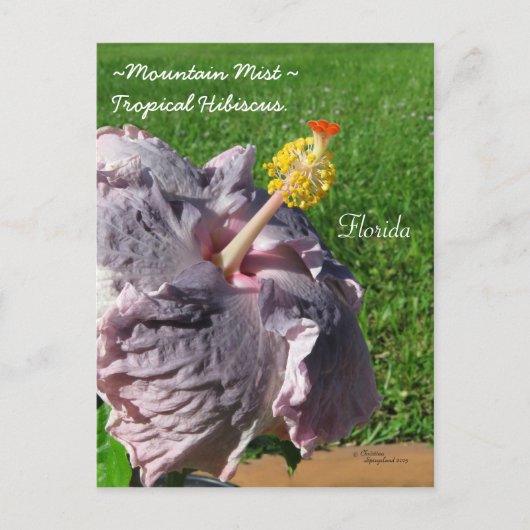 Lavender paarse tropische hibiscus Briefkaart (Voorkant)