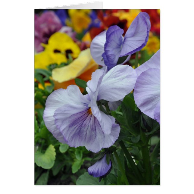 Lavender Pansies (Voorkant)
