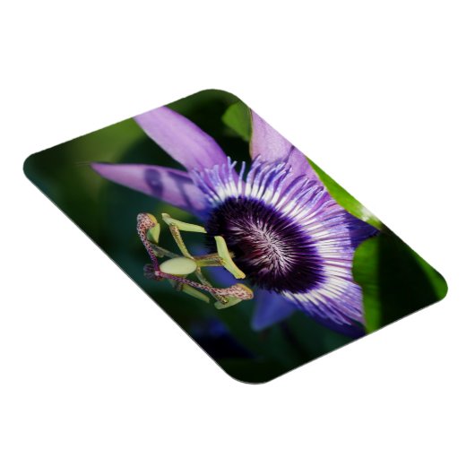 Lavender Passion Flower Magnet Magneet (Rechterzijde)