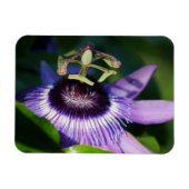 Lavender Passion Flower Magnet Magneet (Horizontaal)