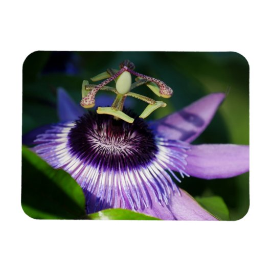 Lavender Passion Flower Magnet Magneet (Horizontaal)