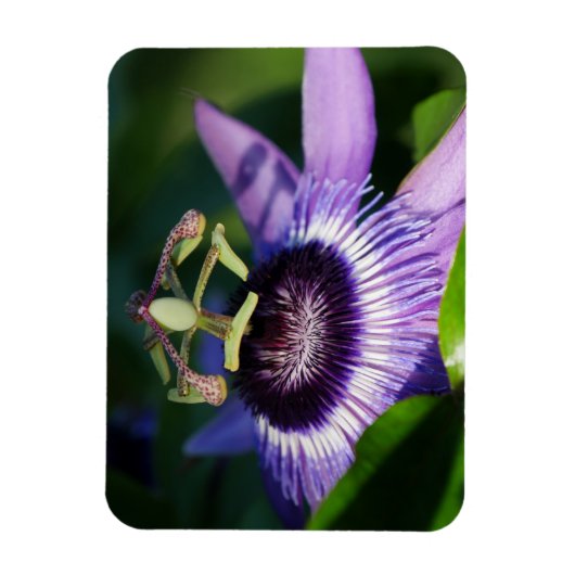 Lavender Passion Flower Magnet Magneet (Verticaal)