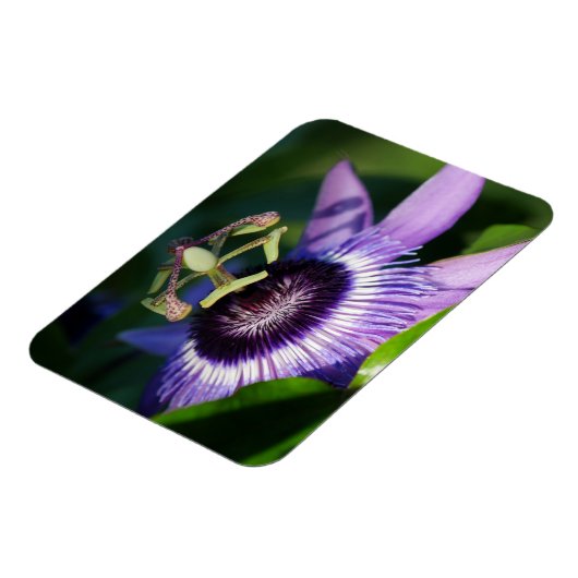 Lavender Passion Flower Magnet Magneet (Linkerzijde)
