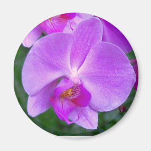 Lavender Phalaenopsis Orchid Magneet