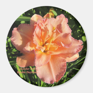 Lavender Pink Double Daylilies Magneet
