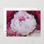 Lavender Pink Peony met Fuschia Peonies Briefkaart (Voorkant / Achterkant)
