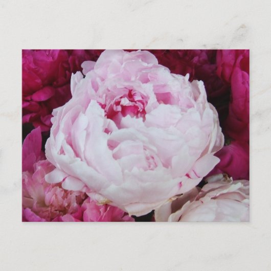 Lavender Pink Peony met Fuschia Peonies Briefkaart (Voorkant)
