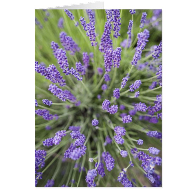 Lavender planten (Voorkant)