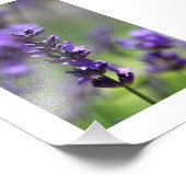 Lavender Portrait Foto Afdruk (Hoek)