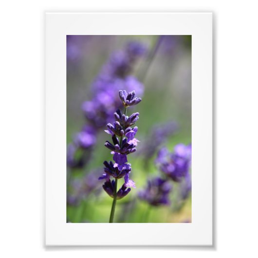 Lavender Portrait Foto Afdruk (Voorkant)