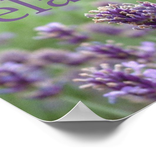 Lavender Poster (Hoek)