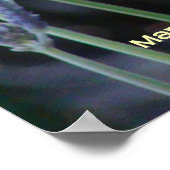 Lavender Poster (Hoek)