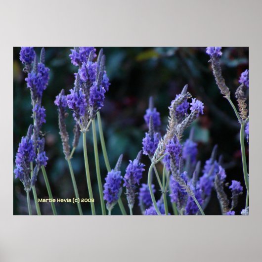 Lavender Poster (Voorkant)