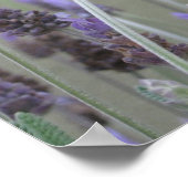 Lavender Poster (Hoek)