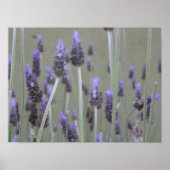 Lavender Poster (Voorkant)