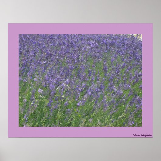 Lavender Poster (Voorkant)