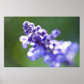 Lavender Poster (Voorkant)