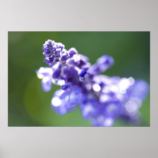 Lavender Poster (Voorkant)