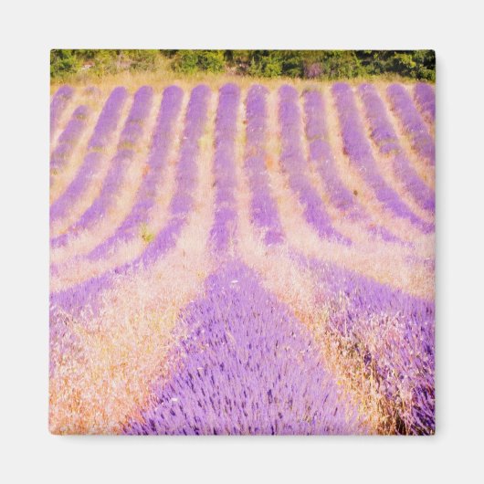 Lavender Provence France Magnet (Voorkant)