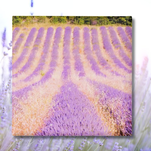 Lavender Provence France Magnet
