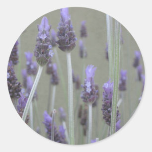 Lavender Ronde Sticker