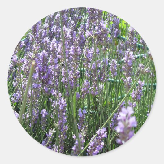 Lavender Ronde Sticker (Voorkant)