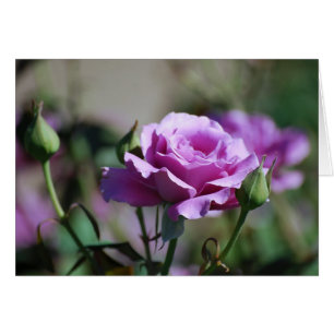 Lavender Roos Card