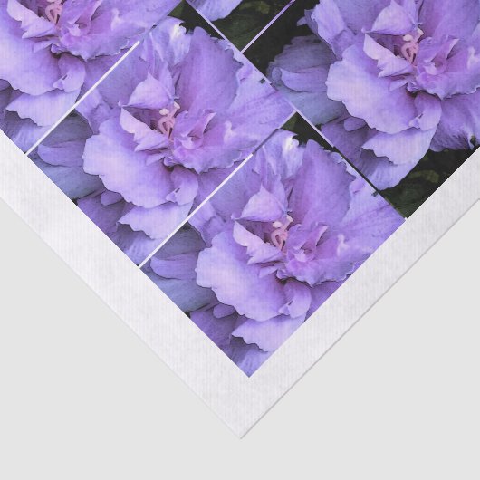 Lavender Roos Sharon Multi-afbeeldingen Tissuepapier (Detail)