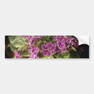 Lavender Saintpaulia "Paarse Choice" (Afrikaans jo Bumpersticker