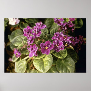 Lavender Saintpaulia "Paarse Choice" (Afrikaans jo Poster