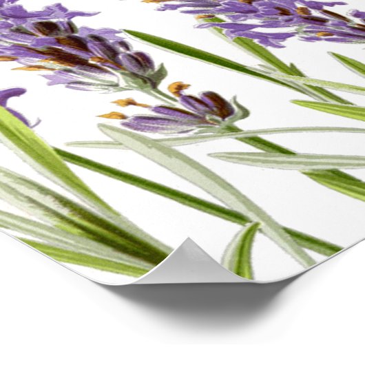 Lavender Seating Chart Poster (Hoek)