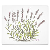Lavender Sketch Print Foto Afdruk (Voorkant)