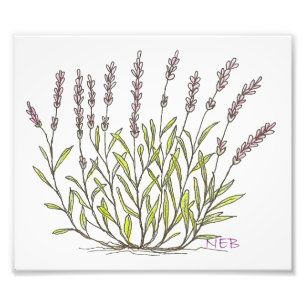 Lavender Sketch Print Foto Afdruk