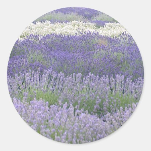 Lavender Sticker (Voorkant)