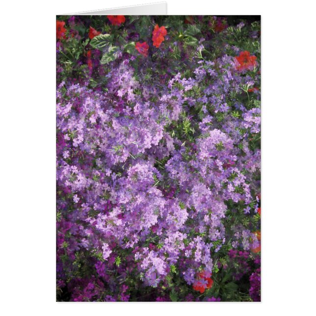 Lavender Struik (Voorkant)