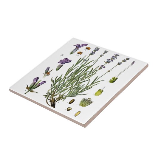 Lavender Tegeltje (Zijkant)