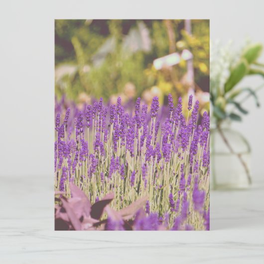 Lavender Tuden Photographic Print (Staand voorkant)