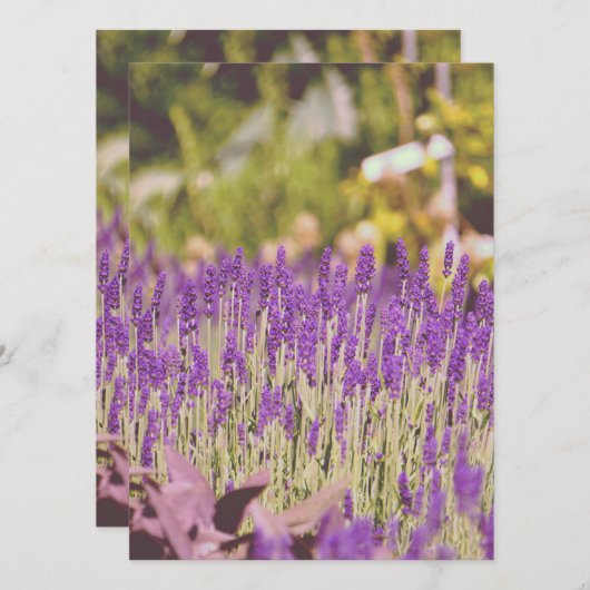 Lavender Tuden Photographic Print (Voorkant / Achterkant)