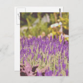 Lavender Tuden Photographic Print Briefkaart (Voorkant / Achterkant)