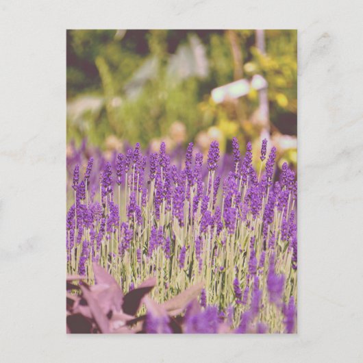 Lavender Tuden Photographic Print Briefkaart (Voorkant)