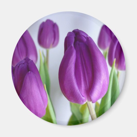 Lavender Tulips Magneet (Voorkant)