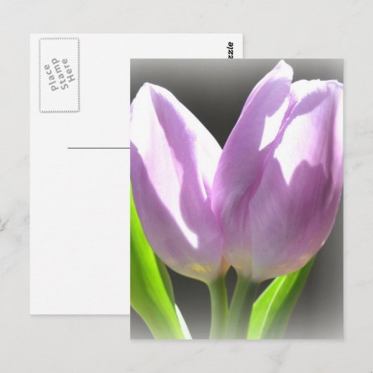 Lavender Tulips Post Card Briefkaart (Voorkant / Achterkant)