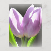 Lavender Tulips Post Card Briefkaart (Voorkant)
