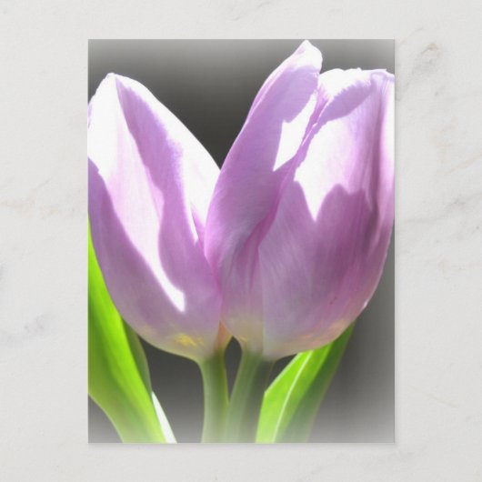 Lavender Tulips Post Card Briefkaart (Voorkant)