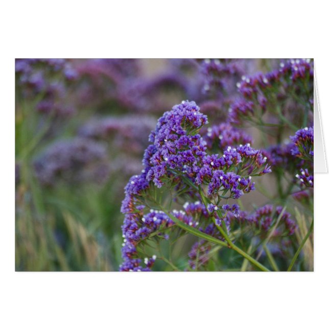 Lavender van de oceaan (Voorkant Horizontaal)