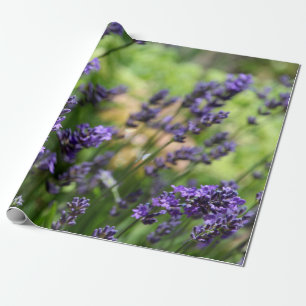 Lavender-veld Cadeaupapier
